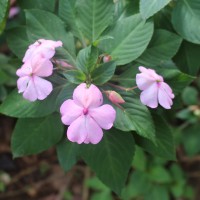 Impatiens walleriana Hook.f.